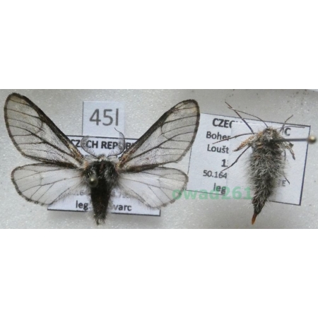 Lycia isabellae (Harrison, 1914) pair Włochacz modrzewiak Czech45l